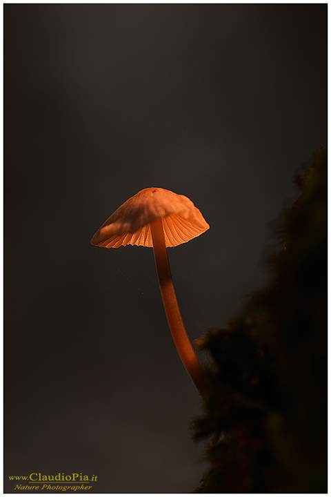 Funghi, toadstools, fungi, fungus, val d'Aveto, Nature photography, macrofotografia, fotografia naturalistica, close-up, mushrooms